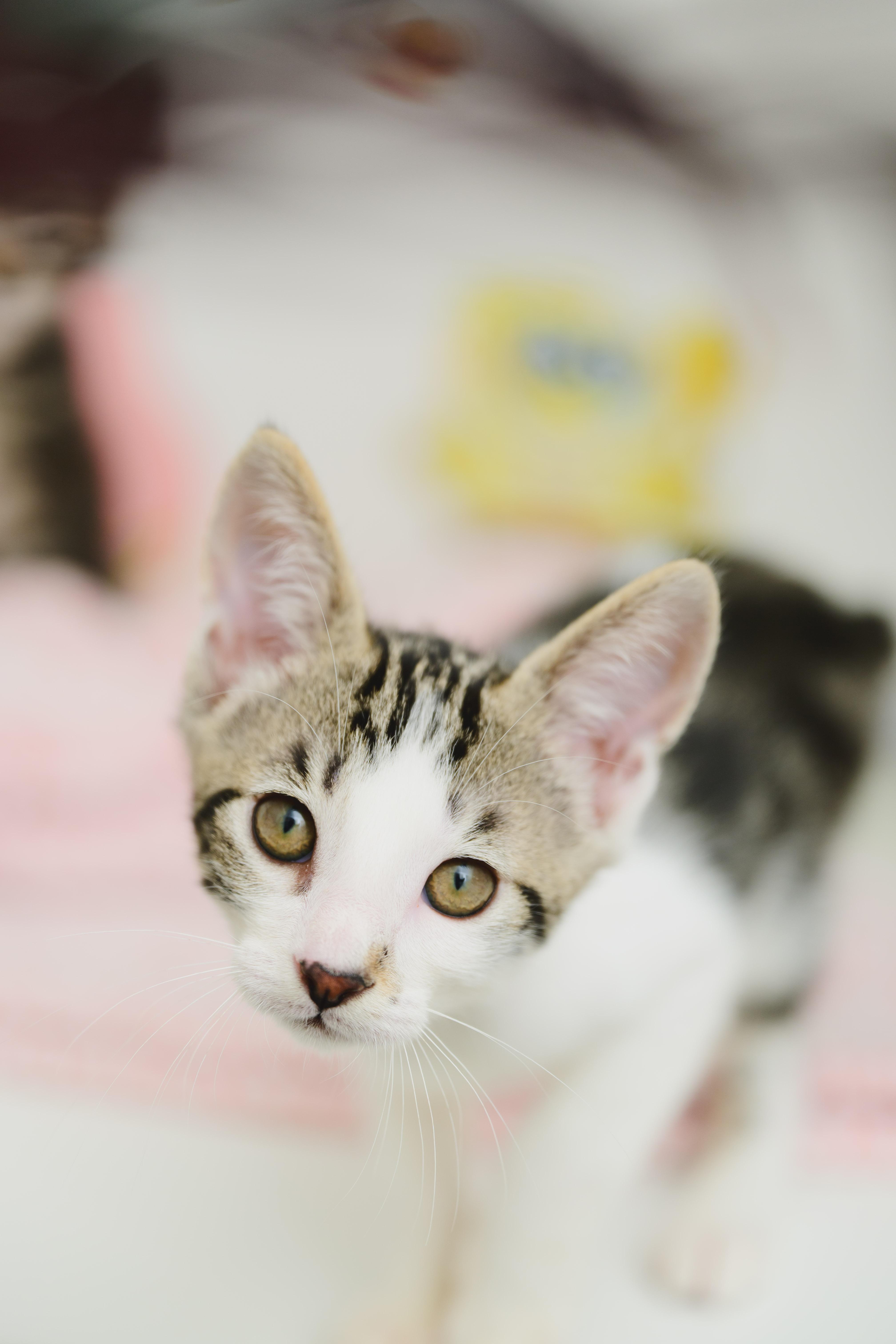 Enlarge TheoBear, a Adoptable Domestic Short Hair in Honolulu, HI image 4/6