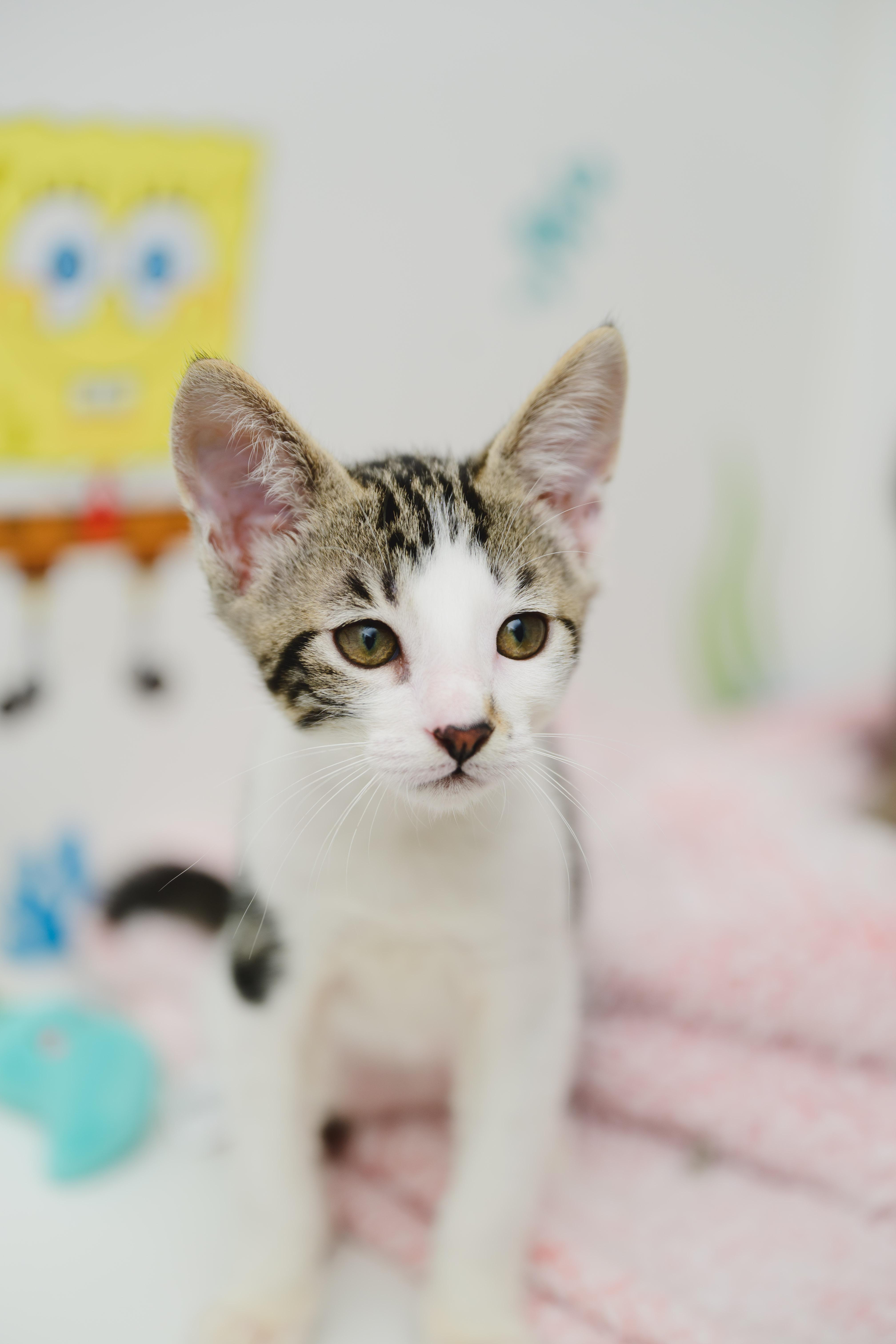 Enlarge TheoBear, a Adoptable Domestic Short Hair in Honolulu, HI image 5/6