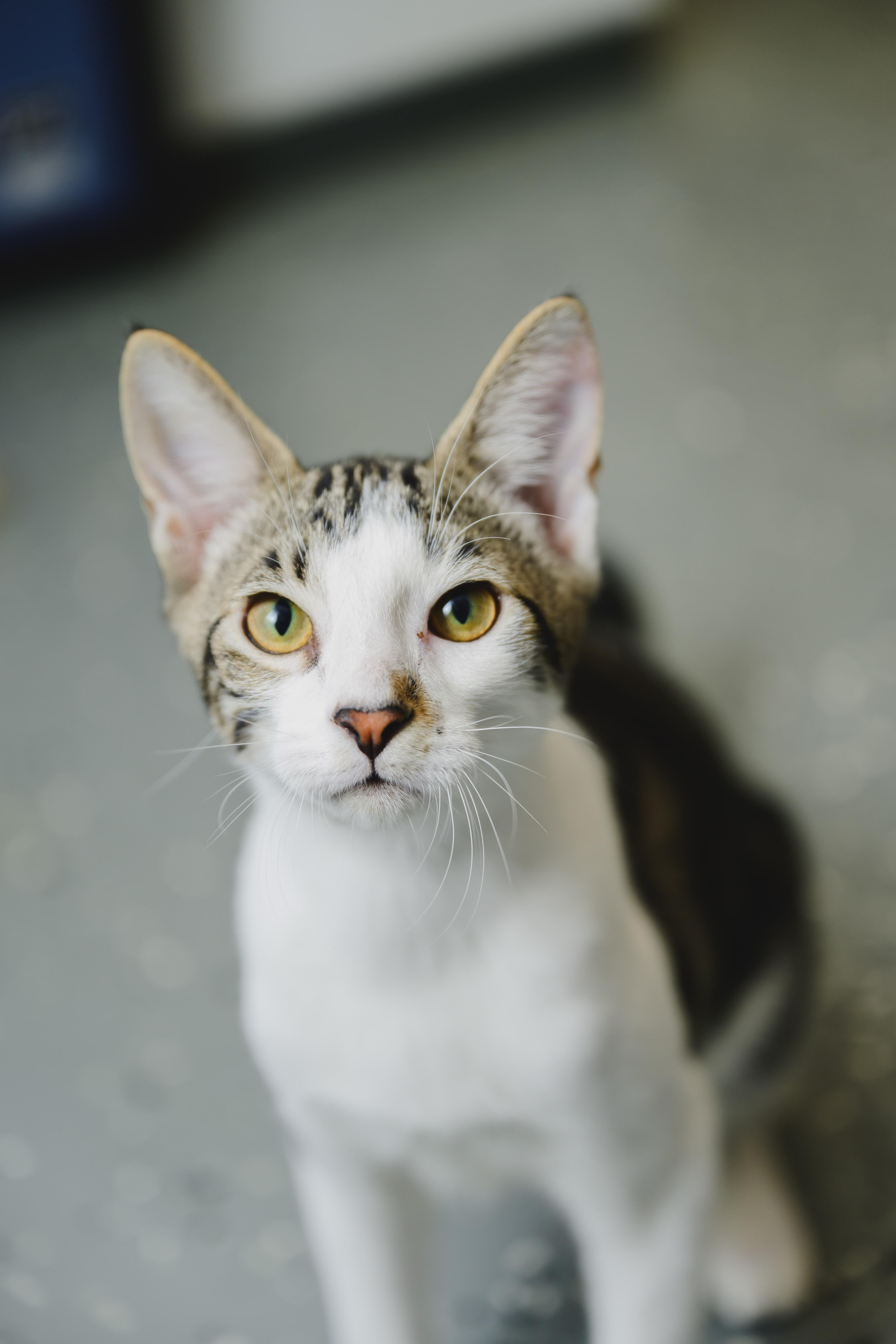 Enlarge TheoBear, a Adoptable Domestic Short Hair in Honolulu, HI image 6/6