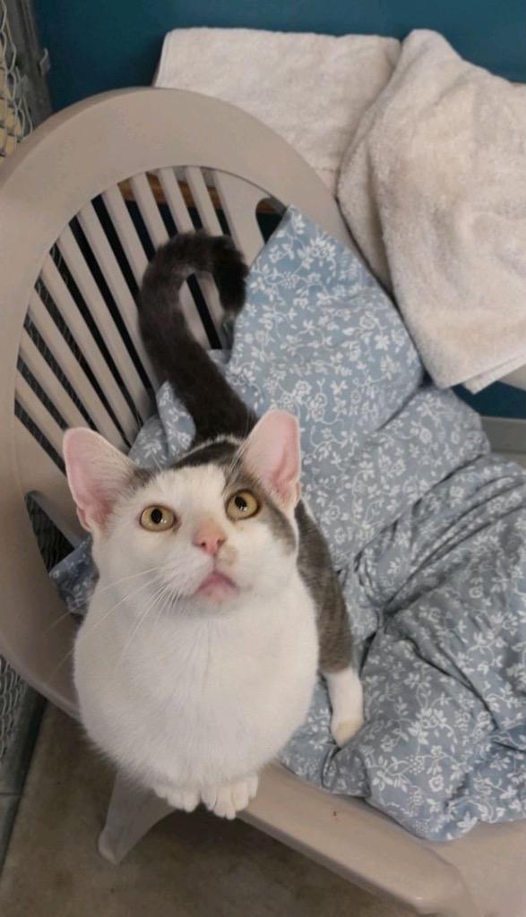 Cuddles, Adoptable, Adult Female Domestic Short Hair.