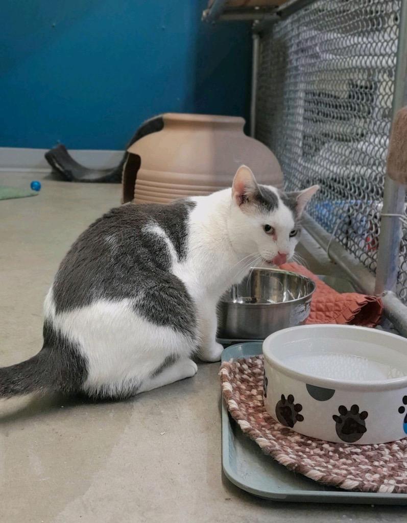 Enlarge Cuddles, a Adoptable mixed breed in Syracuse, IN image 1/5