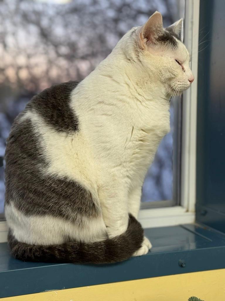 Enlarge Cuddles, a Adoptable mixed breed in Syracuse, IN image 3/5