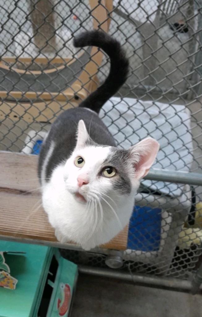 Enlarge Cuddles, a Adoptable mixed breed in Syracuse, IN image 4/4