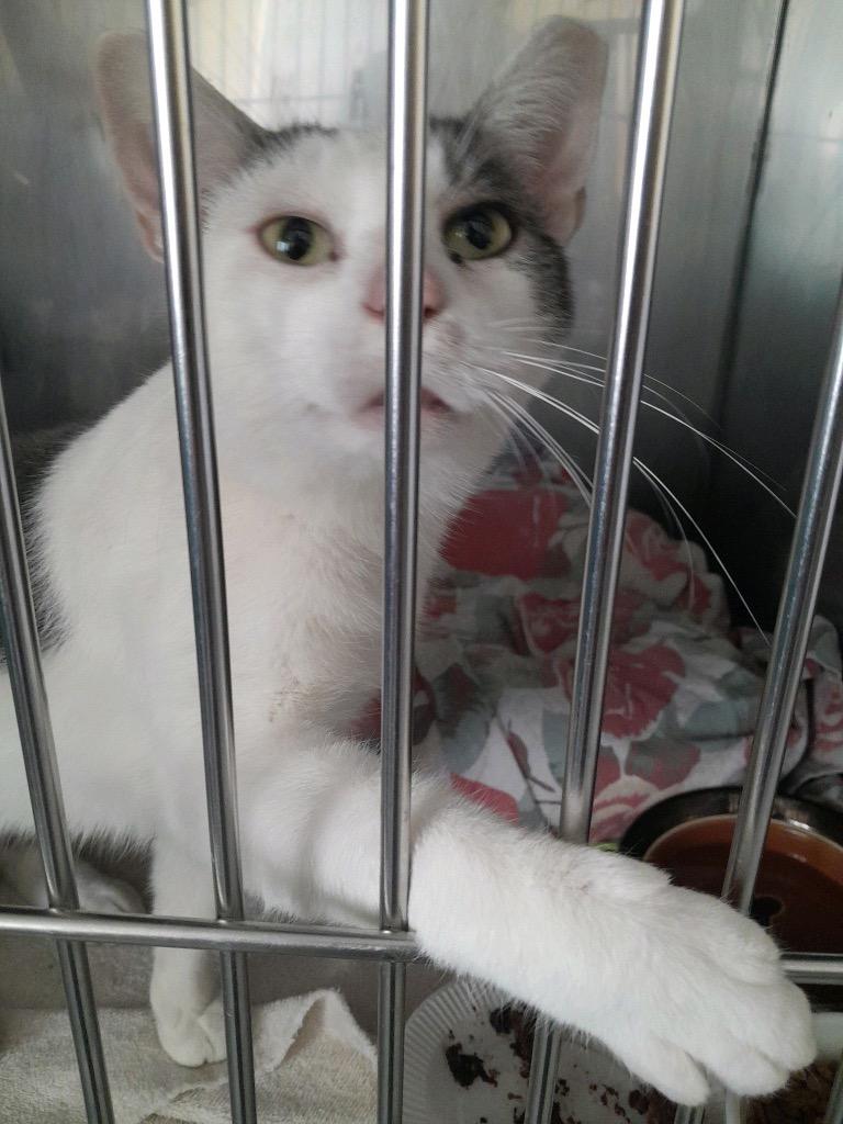 Enlarge Cuddles, a Adoptable mixed breed in Syracuse, IN image 4/5