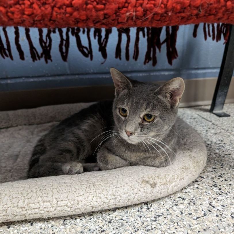 Tokyo, a Adoptable Domestic Short Hair in Wilmington, OH image 4/5