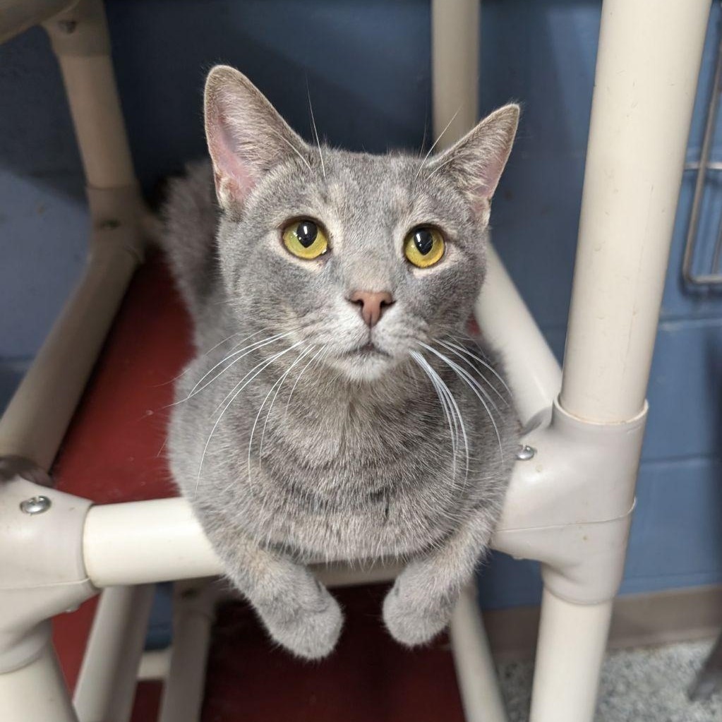 Tokyo, a Adoptable Domestic Short Hair in Wilmington, OH image 2/5