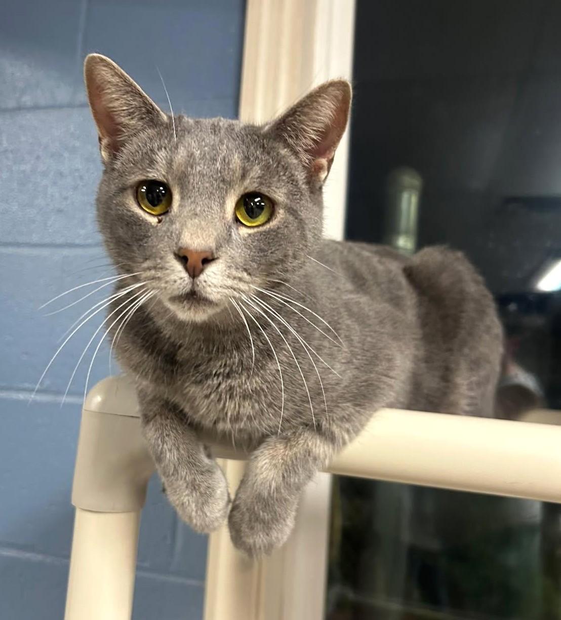 Tokyo, Adoptable, Young Male Domestic Short Hair.