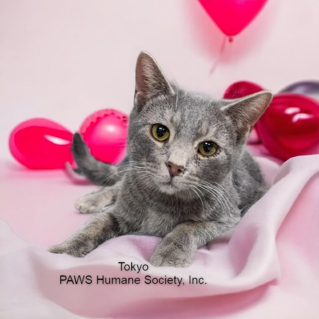 Tokyo, a Adoptable Domestic Short Hair in Wilmington, OH image 3/5