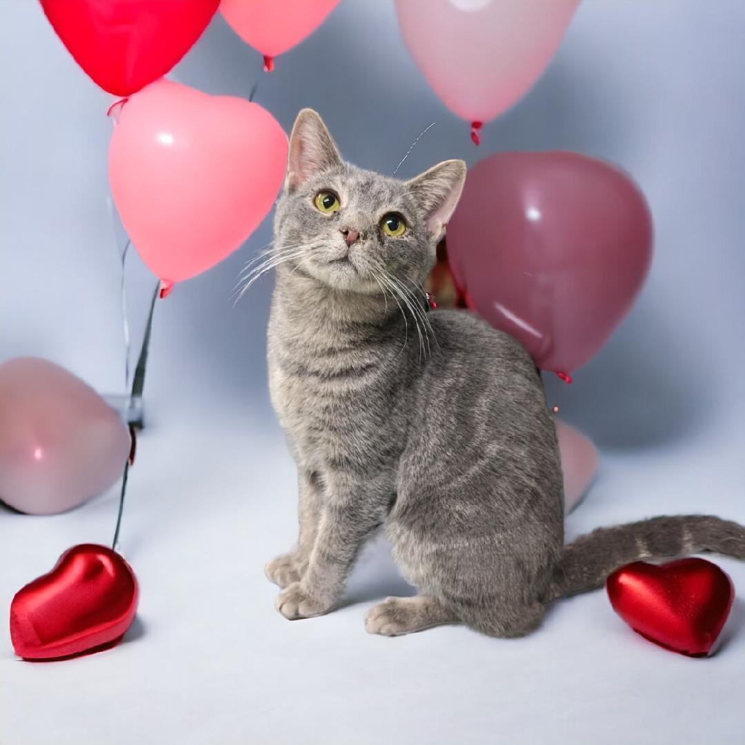 Tokyo, a Adoptable Domestic Short Hair in Wilmington, OH image 5/5