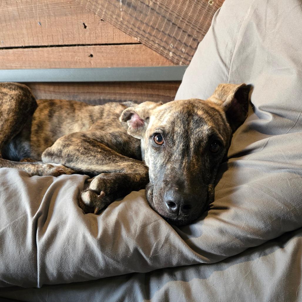 Reigna — thumbnail 2