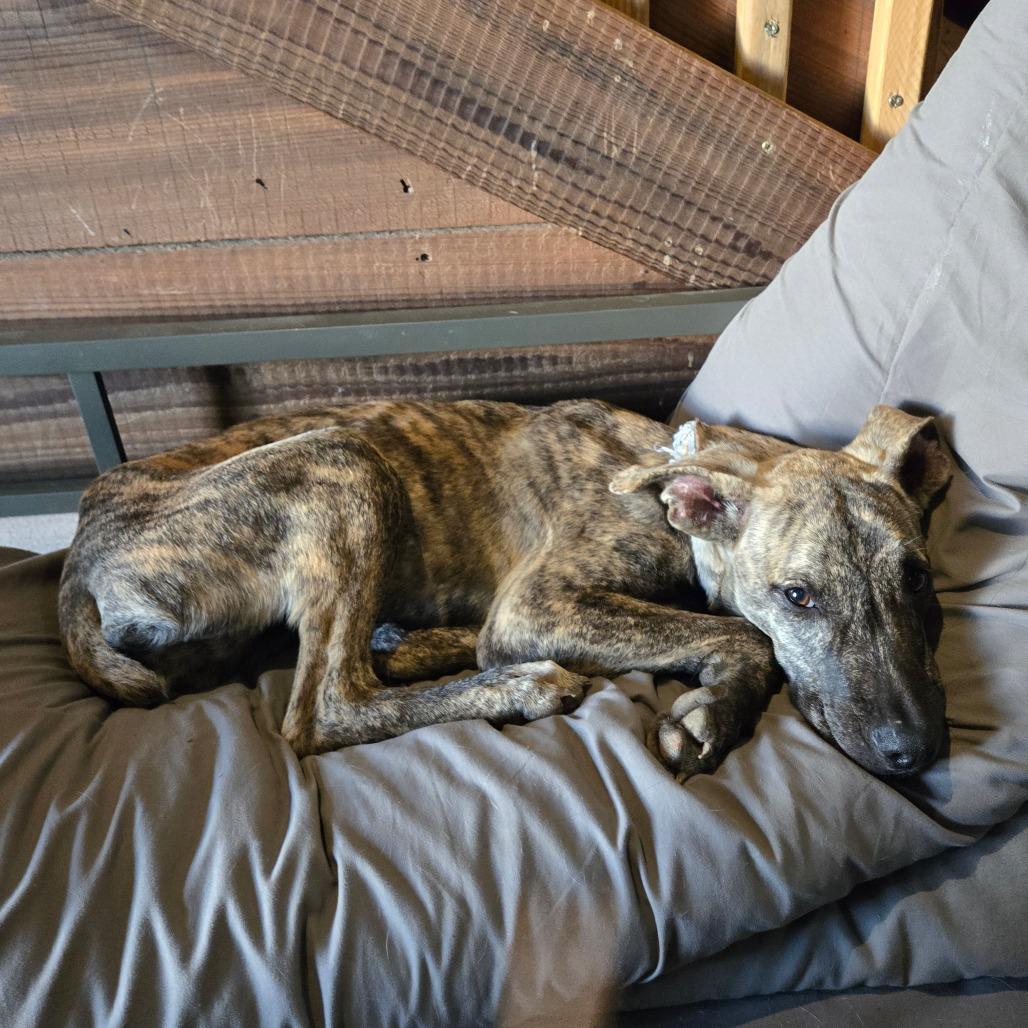 Reigna — thumbnail 3