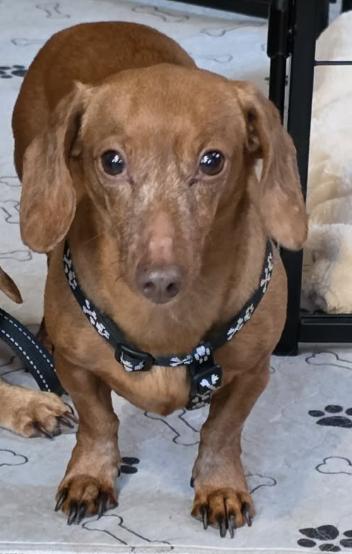 Hannah (bonded with Hooper), Adoptable, Adult Female Dachshund.