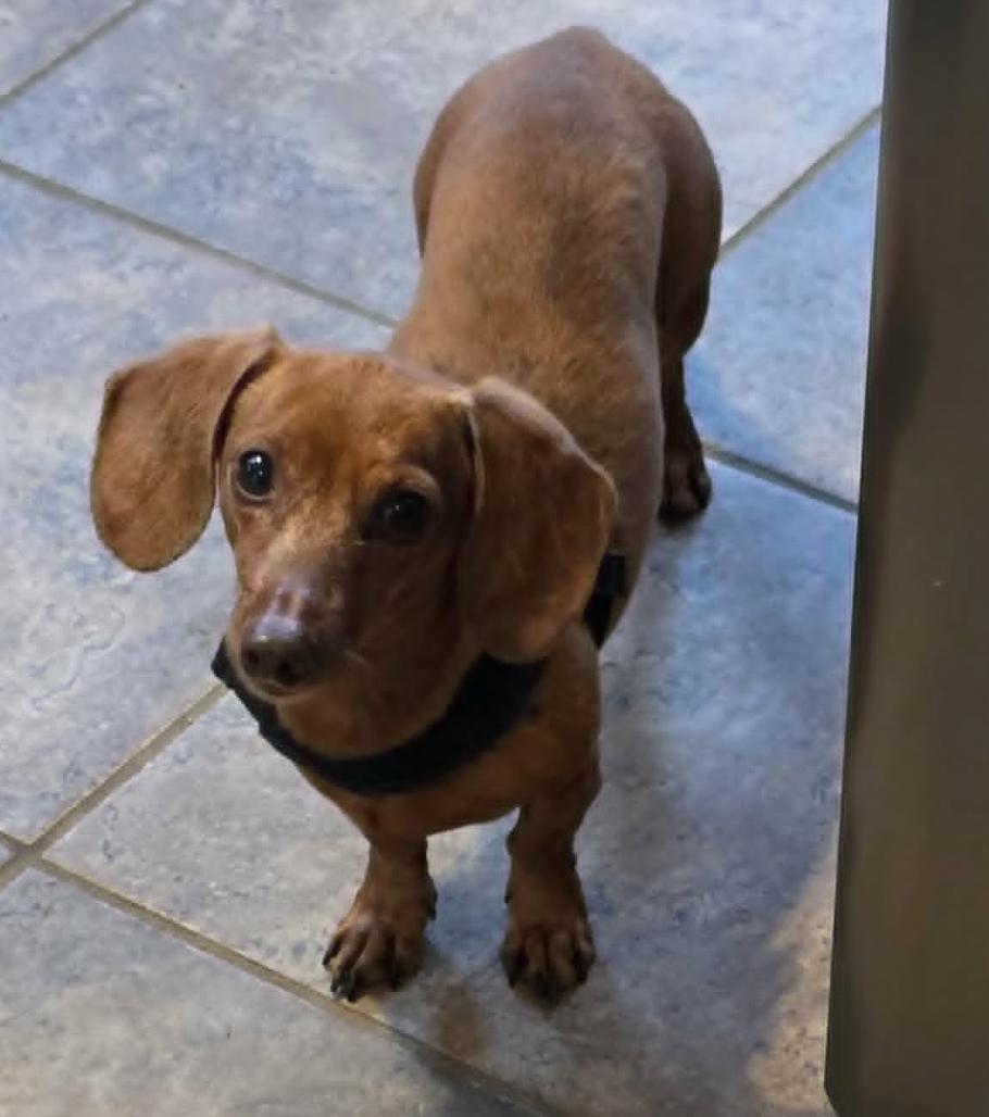Enlarge Hannah (bonded with Hooper), a Adoptable Dachshund in Saugus, MA image 3/3