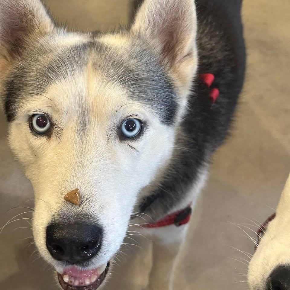 Storm, a Adoptable Husky in Portland, OR image 2/6