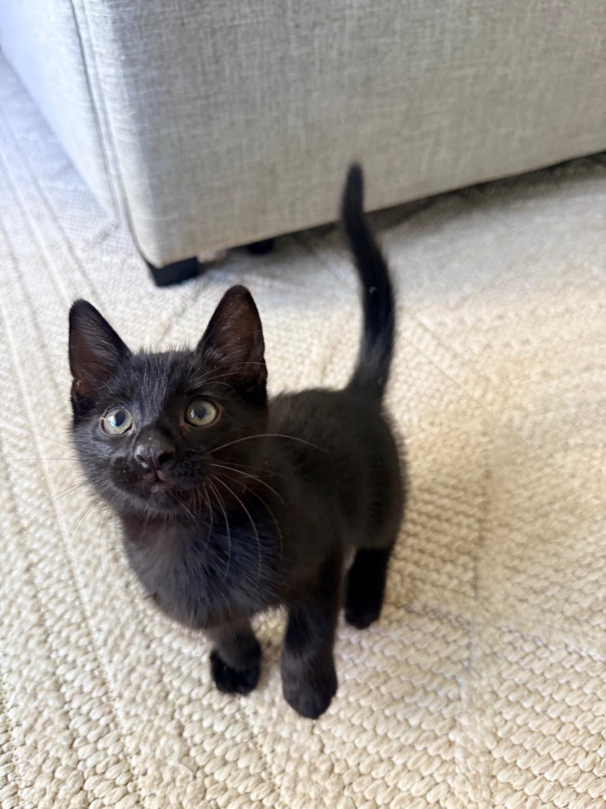 Enlarge Boo, a Adopted Domestic Short Hair in Tallahassee , FL image 1/3
