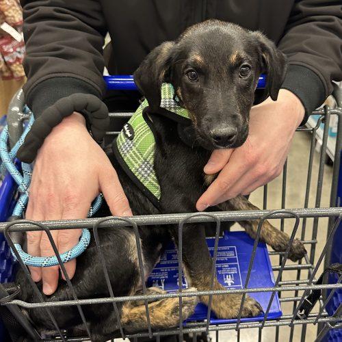 Pablo, Adoptable, Young Male Terrier & Mixed Breed.