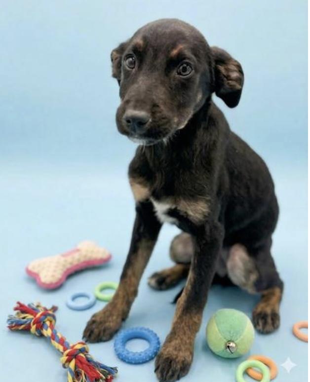 Enlarge Pablo, a Adoptable mixed breed in Verona, NJ image 2/5