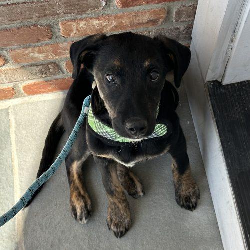 Enlarge Pablo, a Adoptable mixed breed in Verona, NJ image 3/5