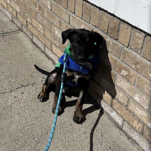 Enlarge Pablo, a Adoptable mixed breed in Verona, NJ image 4/5