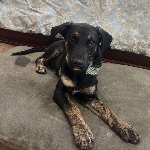 Enlarge Pablo, a Adoptable mixed breed in Verona, NJ image 4/6