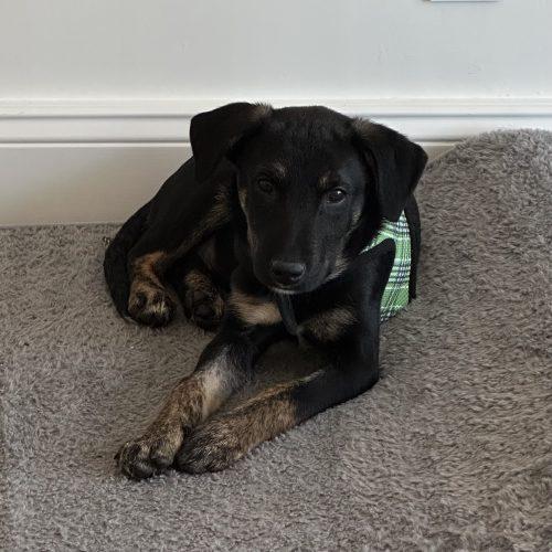 Enlarge Pablo, a Adoptable mixed breed in Verona, NJ image 5/5