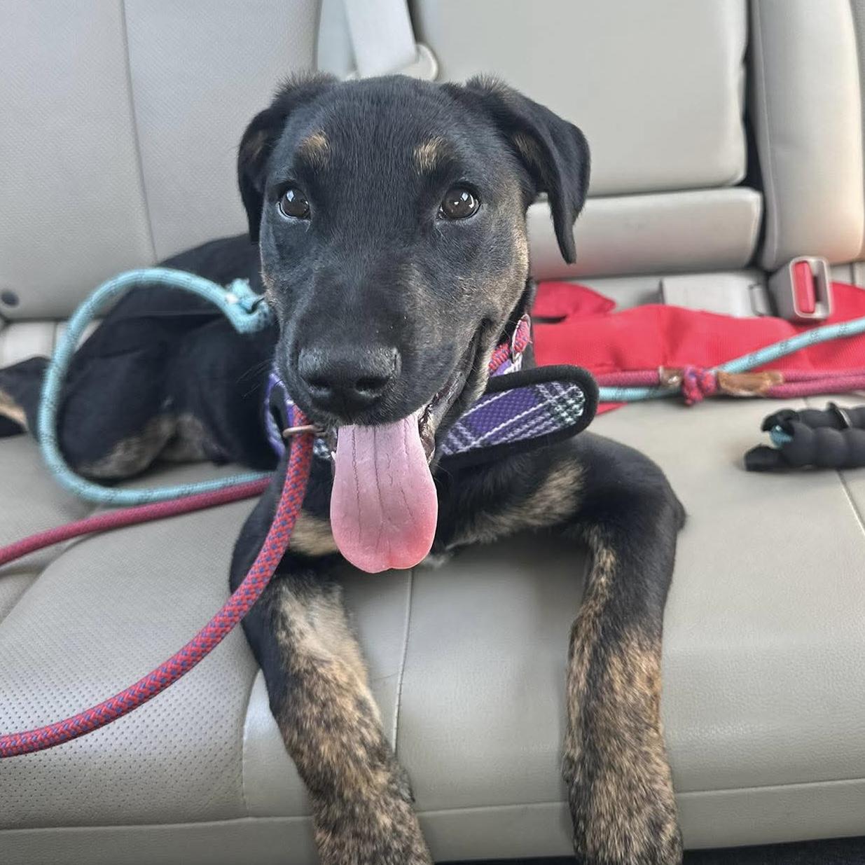 Enlarge Pablo, a Adoptable mixed breed in Verona, NJ image 6/6