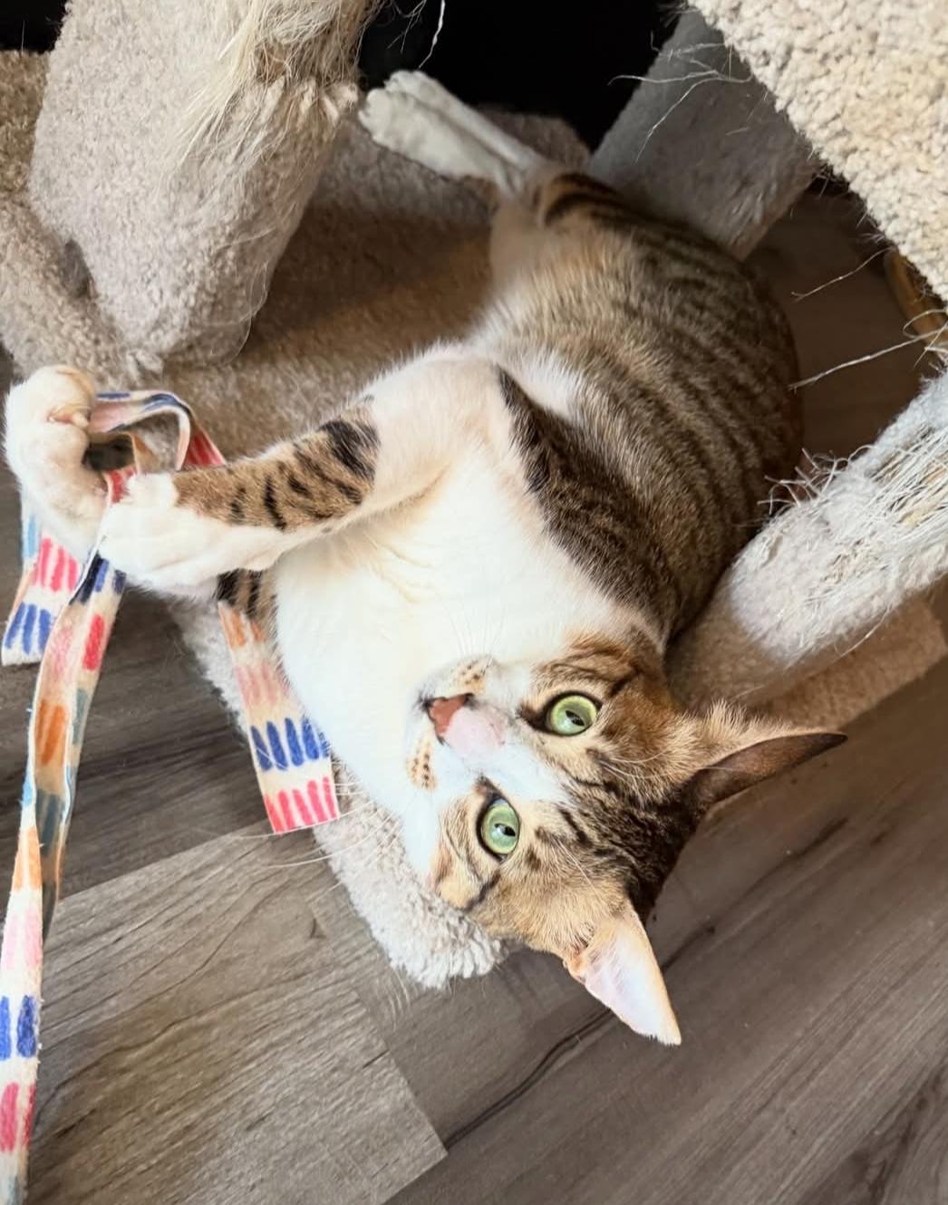 Enlarge Koki, a ADOPTABLE mixed breed in Whitewater, WI image 2/5