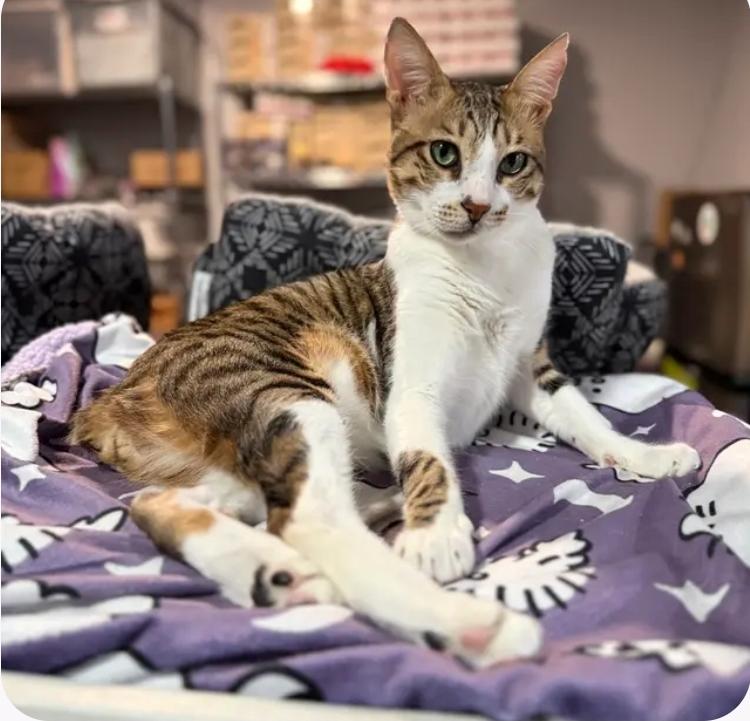 Enlarge Koki, a ADOPTABLE mixed breed in Whitewater, WI image 3/5