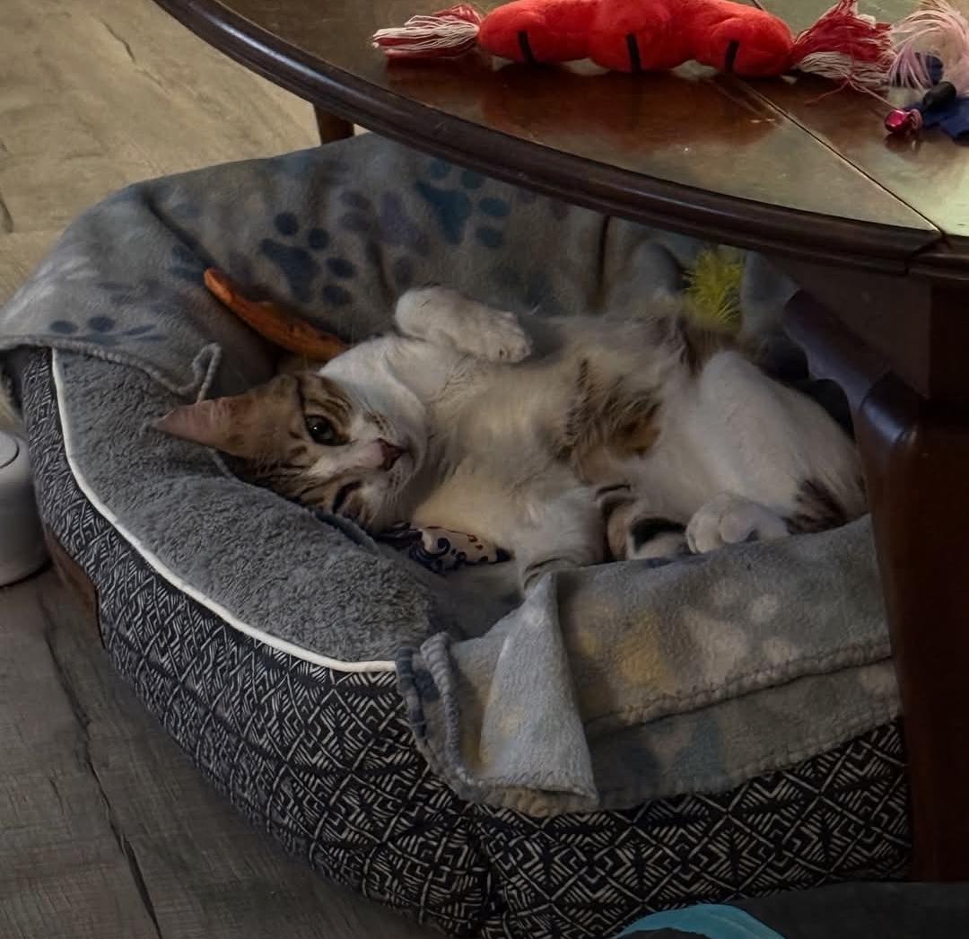 Enlarge Koki, a ADOPTABLE mixed breed in Whitewater, WI image 5/5