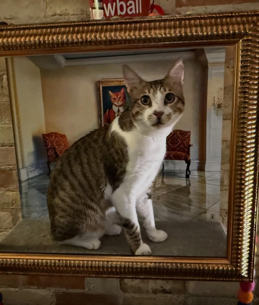 Koki, ADOPTABLE, Young Male Egyptian Mau & Domestic Short Hair.