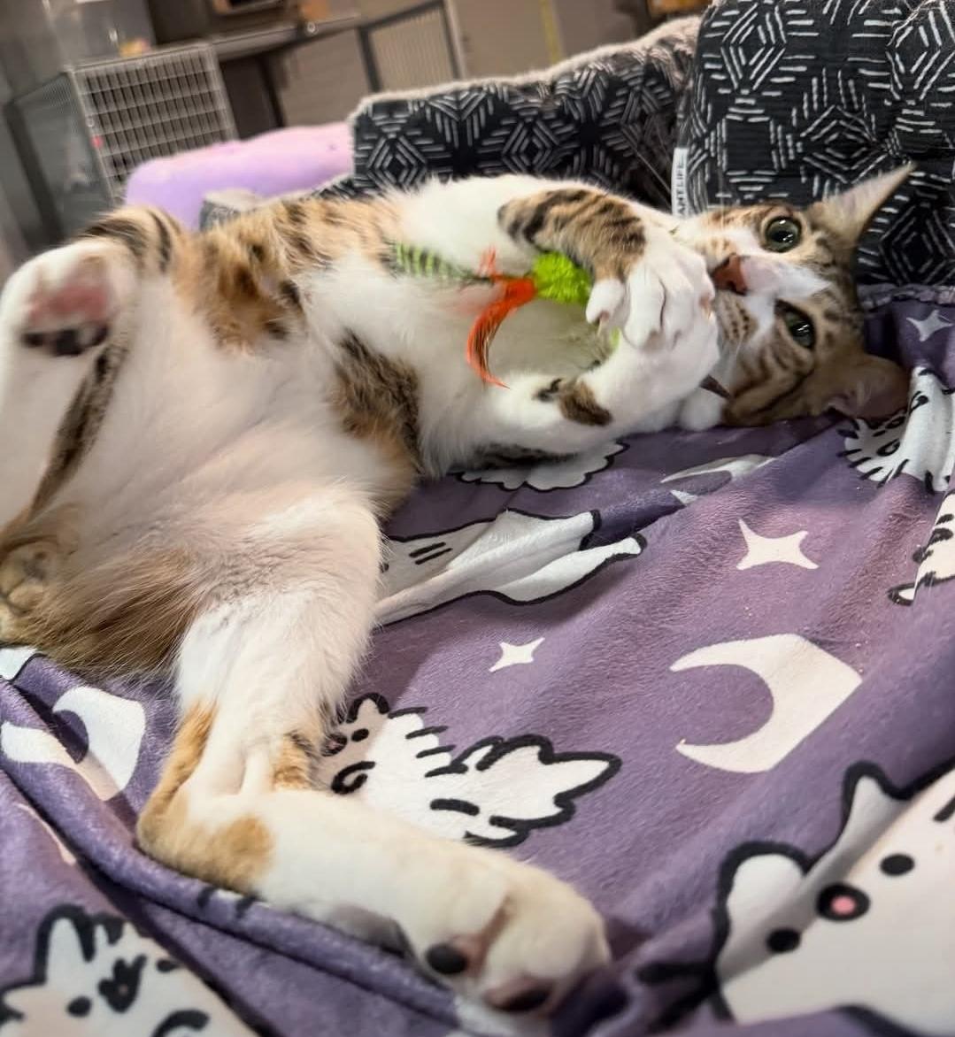 Enlarge Koki, a ADOPTABLE mixed breed in Whitewater, WI image 4/5