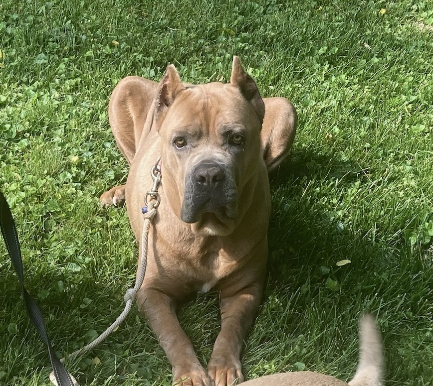 Enlarge Brooklyn, a Adopted Cane Corso in Limekiln, PA image 3/6