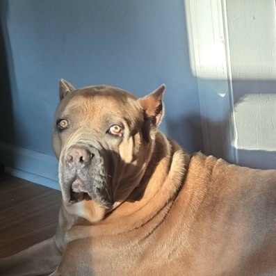 Brooklyn, Adopted, Adult Female Cane Corso.