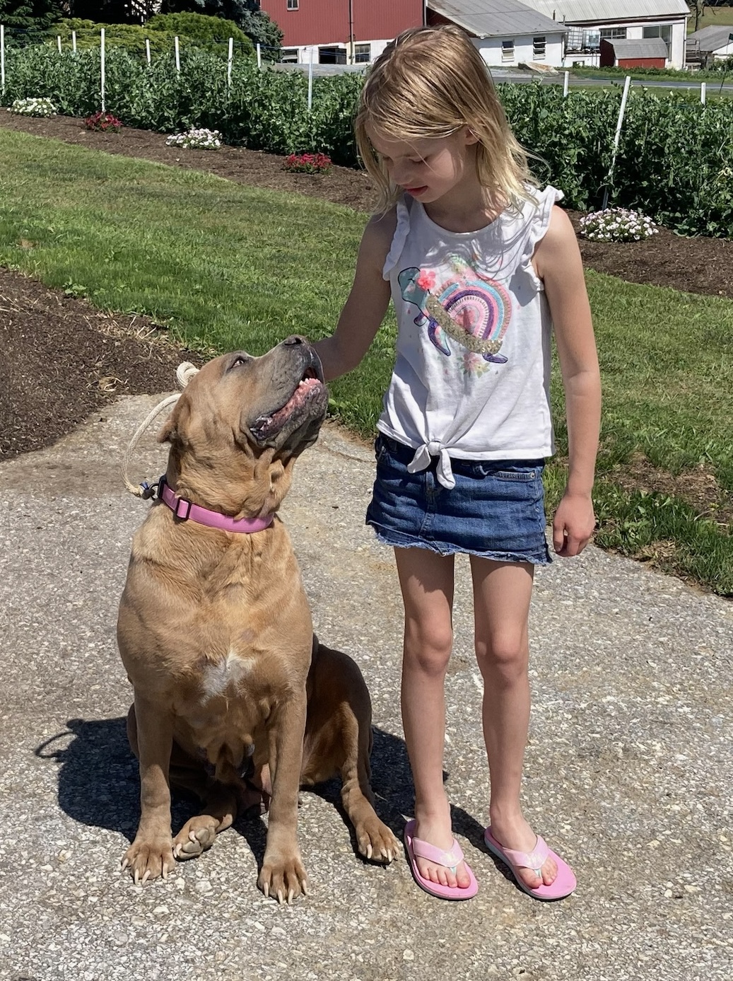 Enlarge Brooklyn, a Adopted Cane Corso in Limekiln, PA image 2/6