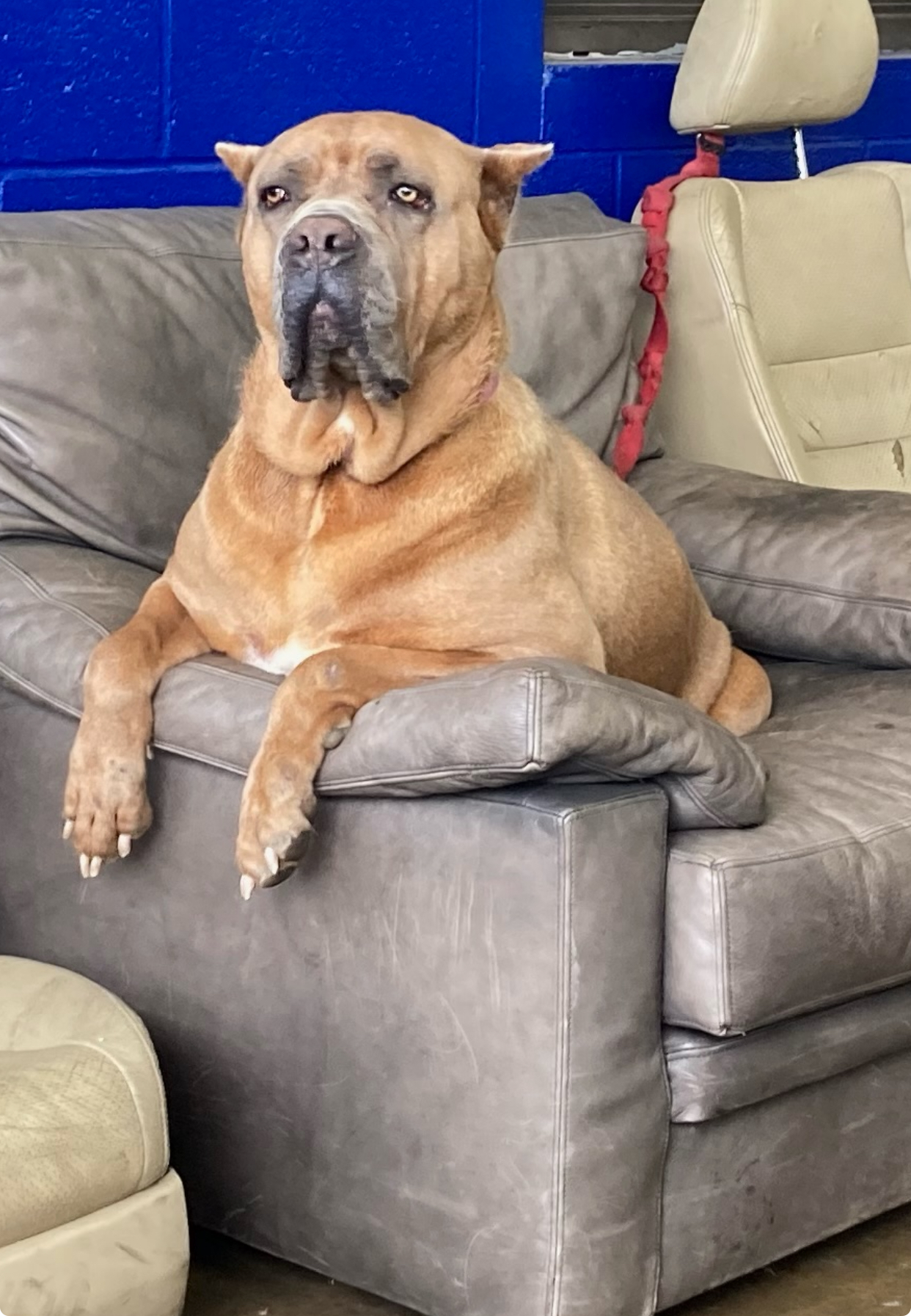 Enlarge Brooklyn, a Adopted Cane Corso in Limekiln, PA image 4/6