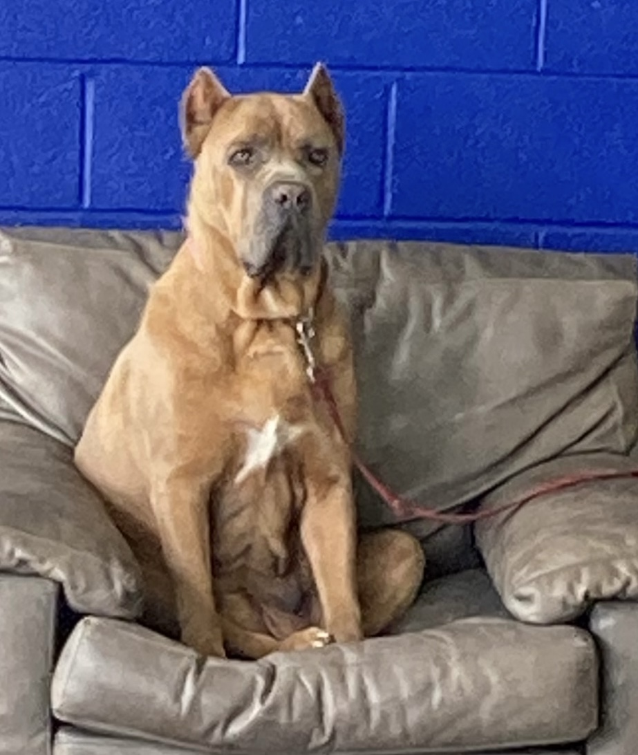 Enlarge Brooklyn, a Adopted Cane Corso in Limekiln, PA image 5/6