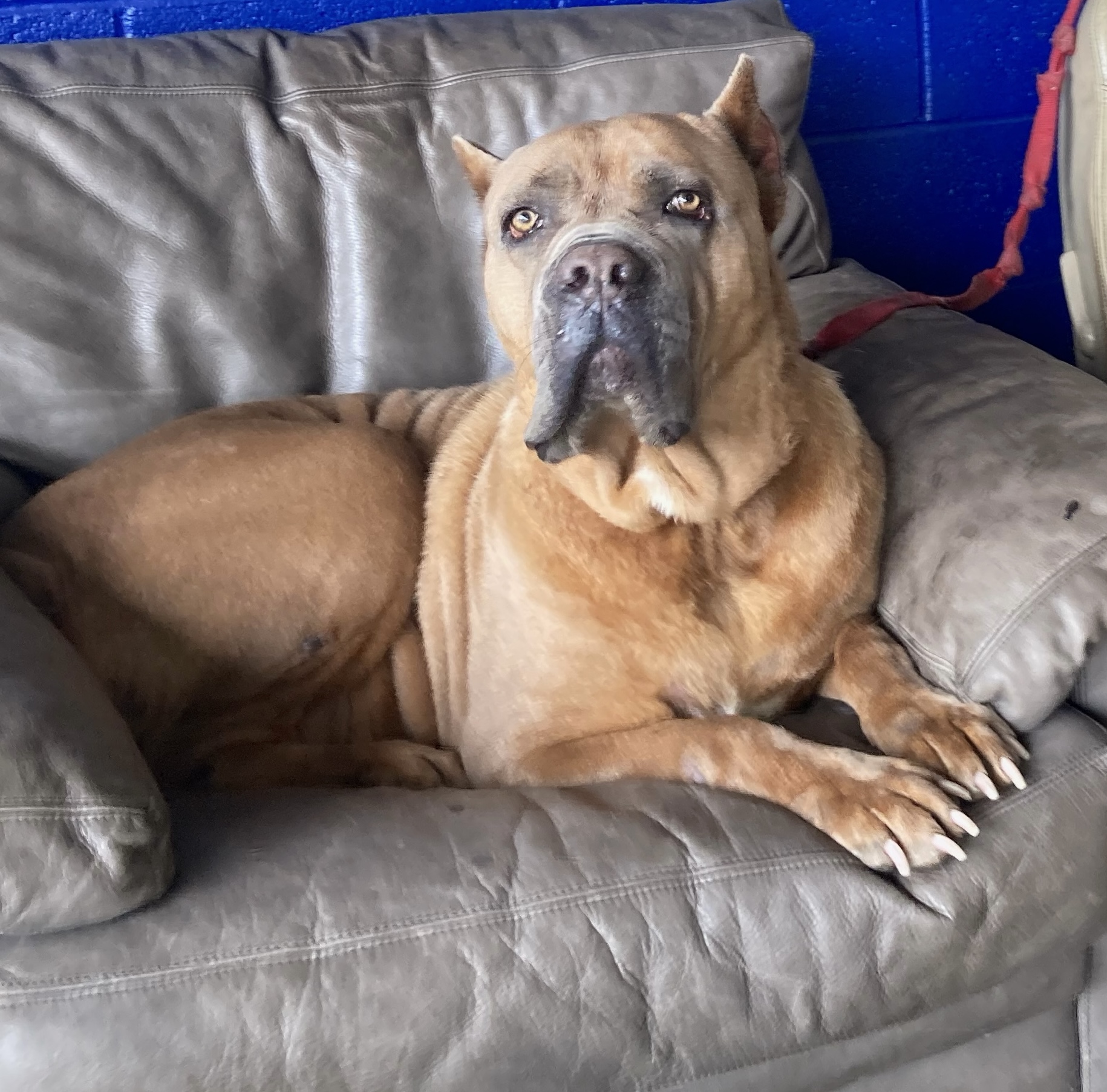 Enlarge Brooklyn, a Adopted Cane Corso in Limekiln, PA image 6/6
