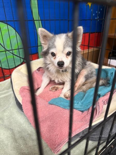 Sterling - adoption pending, Adoptable, Senior Male Chihuahua.