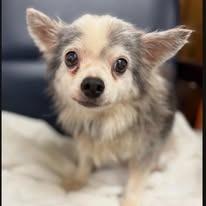 Enlarge Sterling - adoption pending, a Adoptable Chihuahua in Bryan, TX image 2/6