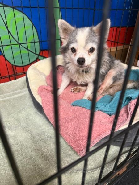 Enlarge Sterling - adoption pending, a Adoptable Chihuahua in Bryan, TX image 3/6