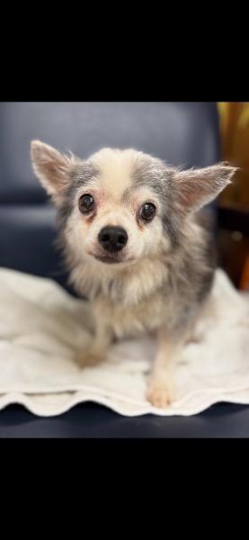 Enlarge Sterling - adoption pending, a Adoptable Chihuahua in Bryan, TX image 4/6