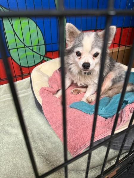 Enlarge Sterling - adoption pending, a Adoptable Chihuahua in Bryan, TX image 5/6
