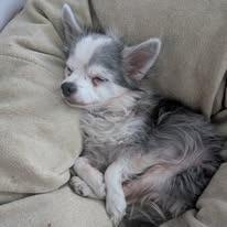 Enlarge Sterling - adoption pending, a Adoptable Chihuahua in Bryan, TX image 6/6