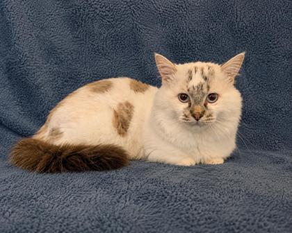 Enlarge Shade, an adopted Munchkin in Buffalo, MN image 1/1