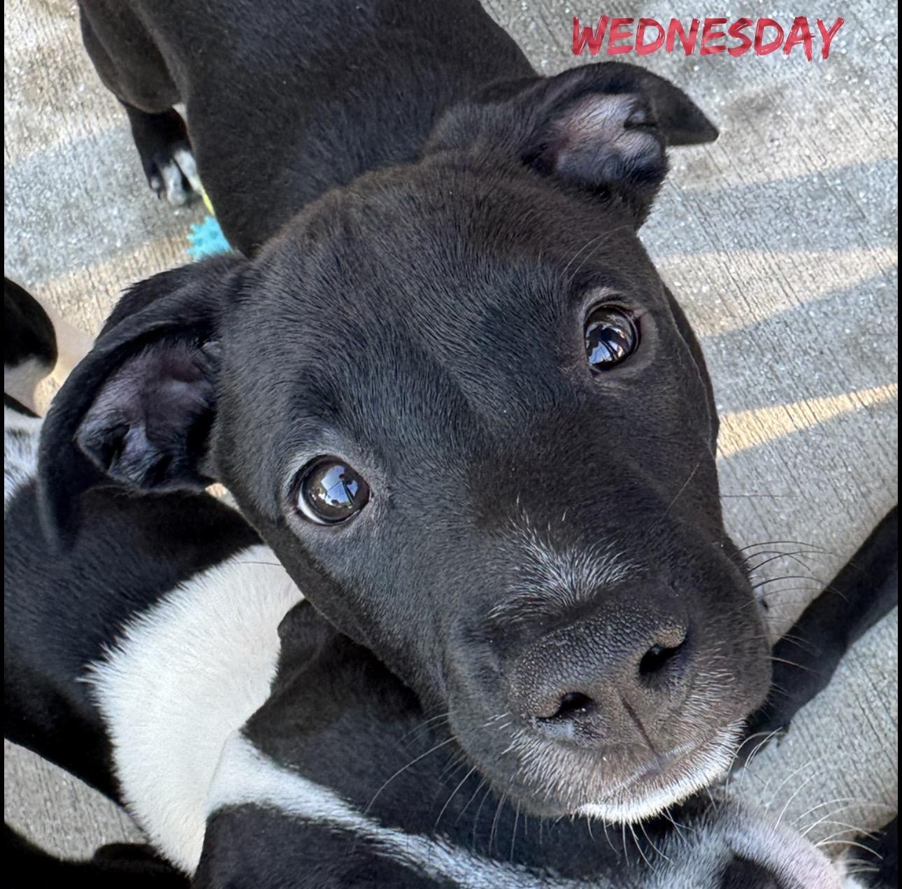 Enlarge Wednesday, a Adoptable mixed breed in Stuart, FL image 1/2