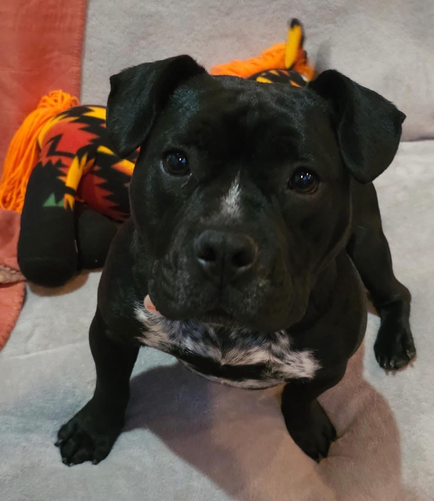 Enlarge Beauty, an adoptable mixed breed in Akron, NY image 5/5