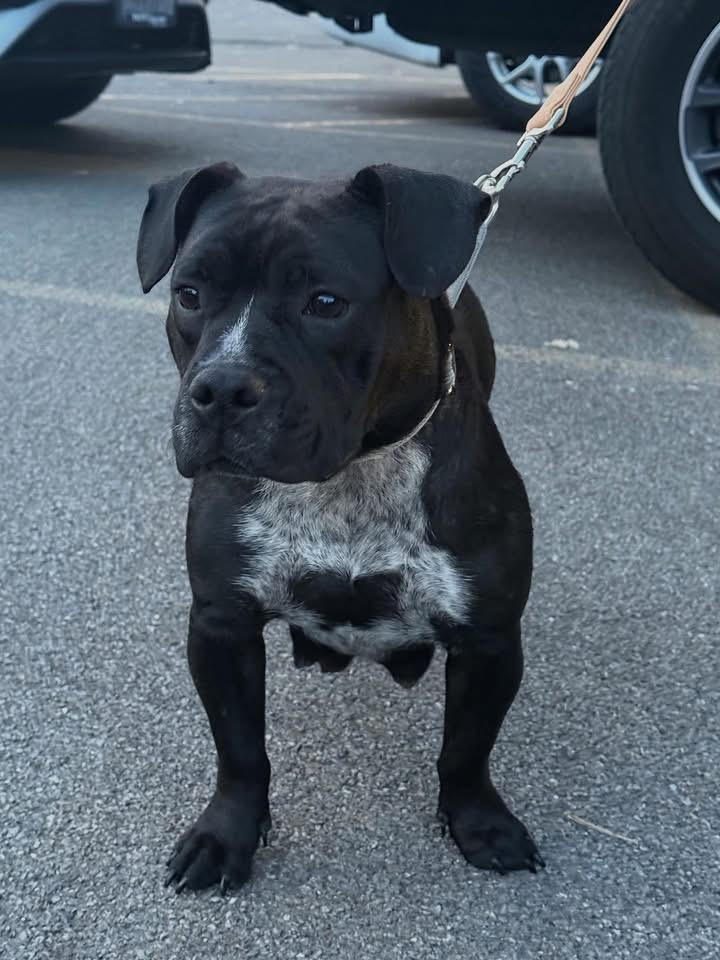 Enlarge Beauty, an adoptable mixed breed in Akron, NY image 3/5