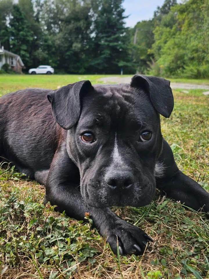 Enlarge Beauty, an adoptable mixed breed in Akron, NY image 4/5