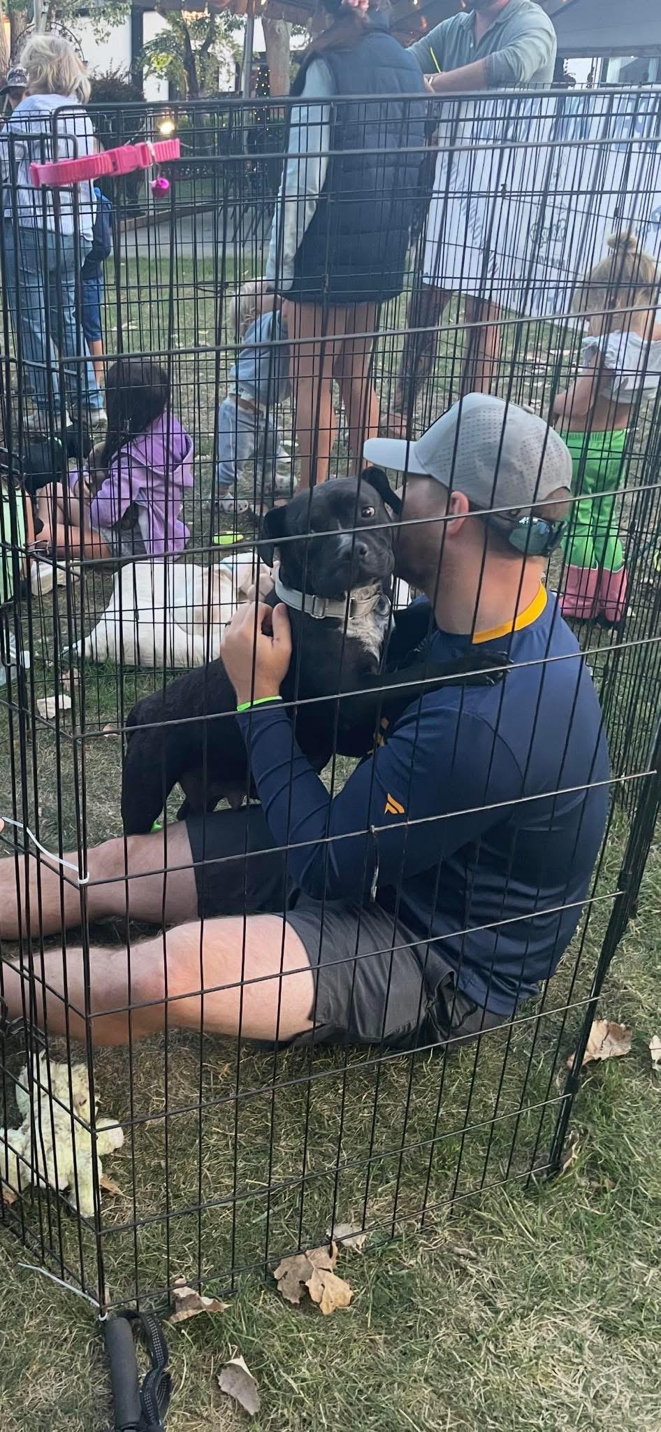 Enlarge Beauty, an adoptable mixed breed in Akron, NY image 1/5