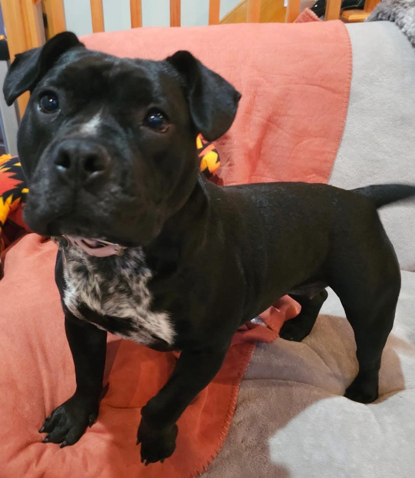 Enlarge Beauty, an adoptable mixed breed in Akron, NY image 4/5